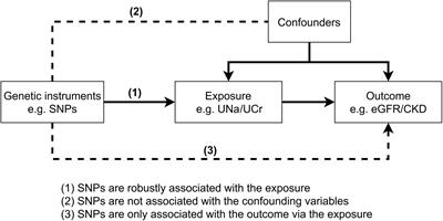 Mendelian Randomization Analysis Reveals a Causal Effect of Urinary Sodium/Urinary Creatinine Ratio on Kidney Function in Europeans